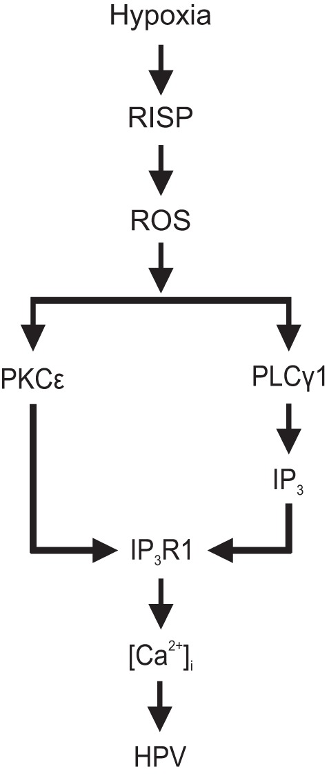 Fig. 9.