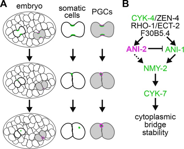 FIGURE 7: