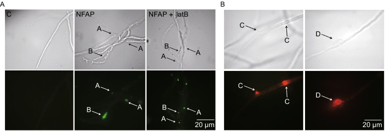 Figure 2