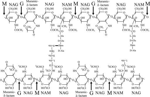 FIG. 1.