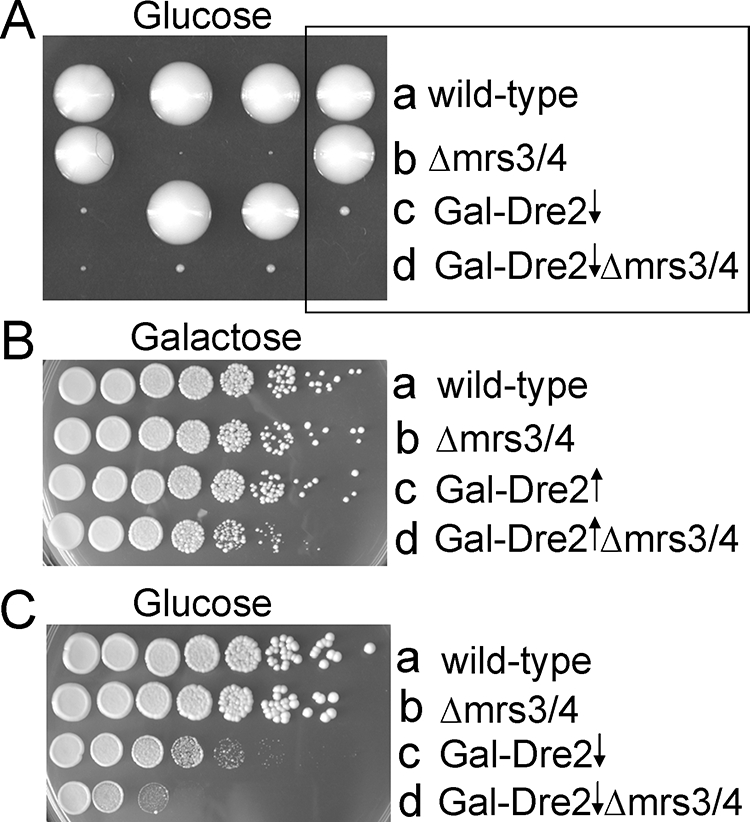 FIG. 4.