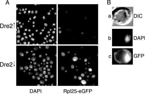 FIG. 10.