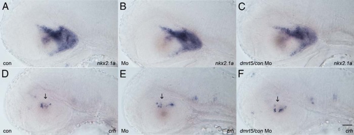 Figure 5.