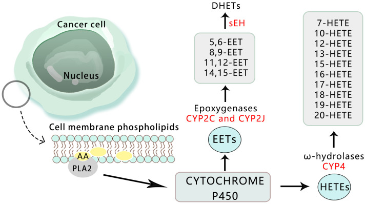 Figure 4