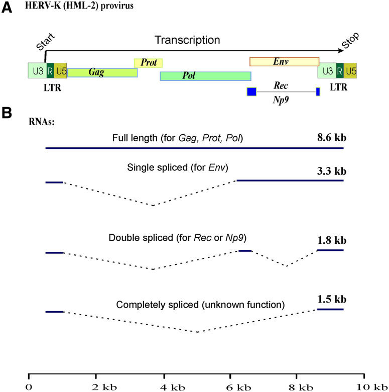 Fig. 1