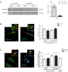 Figure 7—figure supplement 1.