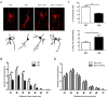 Figure 1—figure supplement 1.