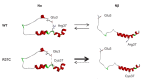 Figure 10—figure supplement 1.