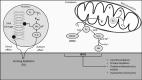 Fig. (2)