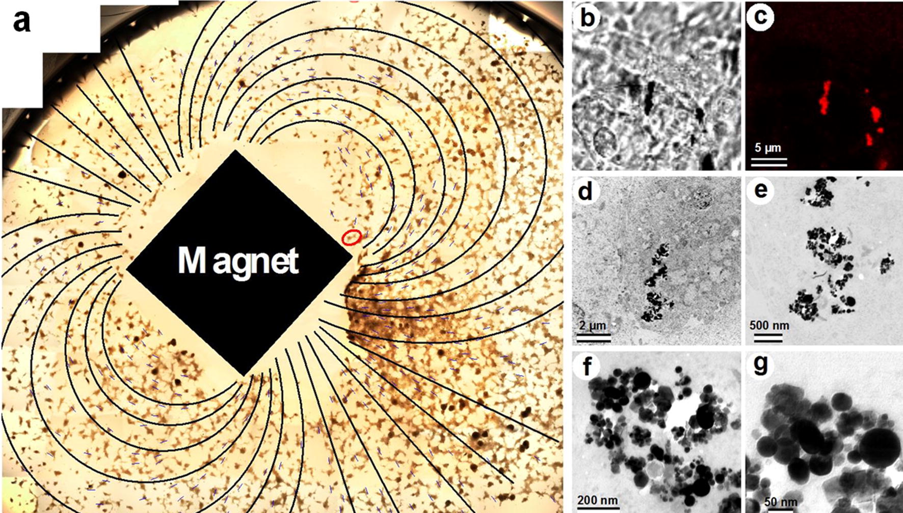 Fig. 2