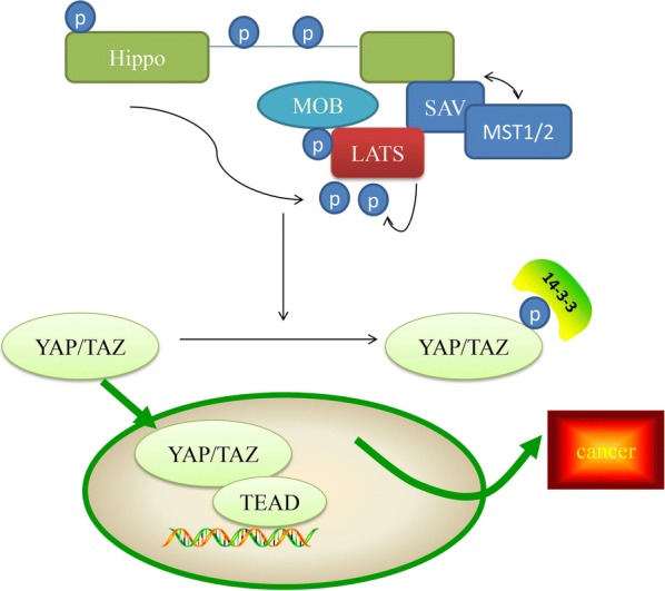 Fig. 1