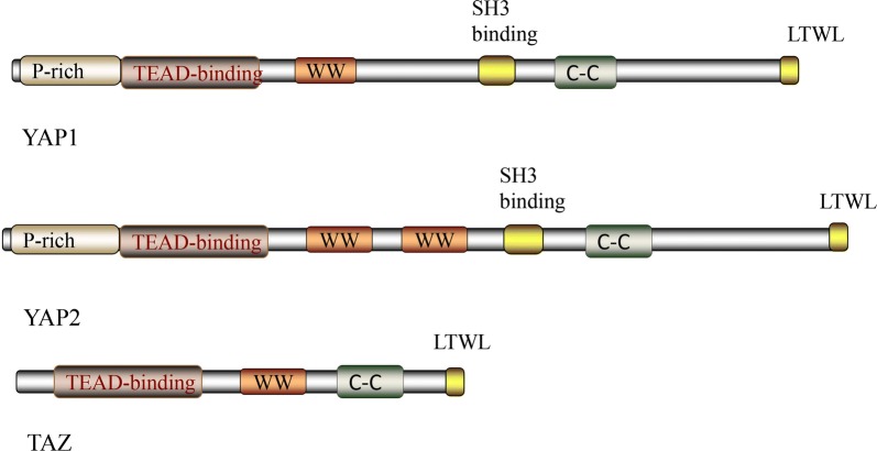 Fig. 2