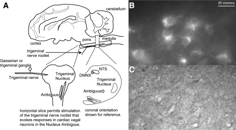 FIG. 1.