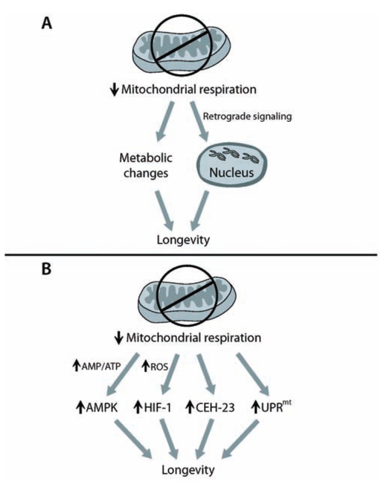 Fig. (1)