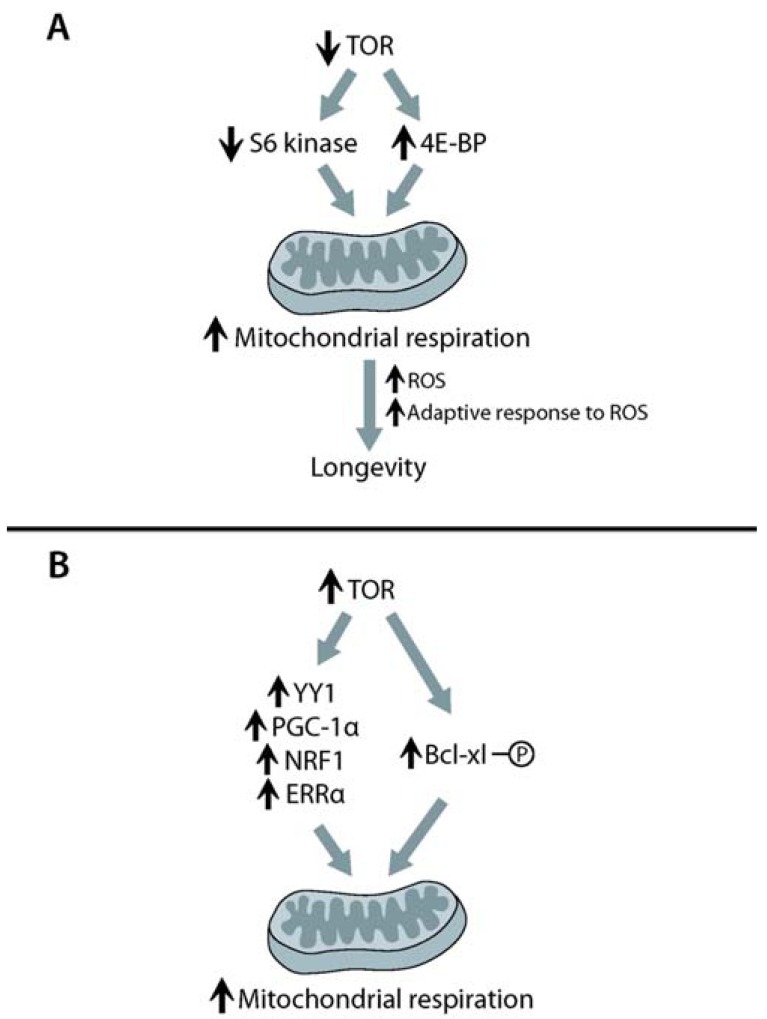 Fig. (3)