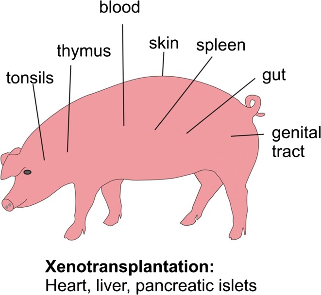 Fig. 1