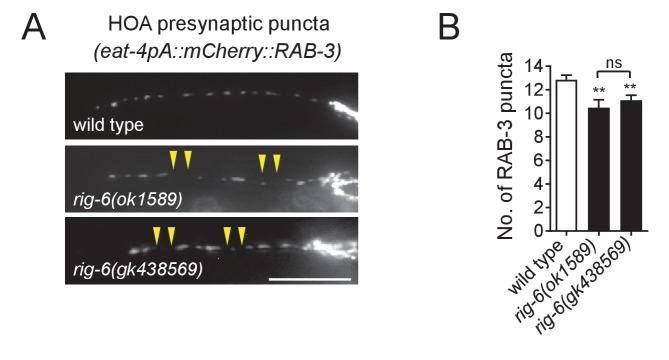 Figure 1—figure supplement 3.