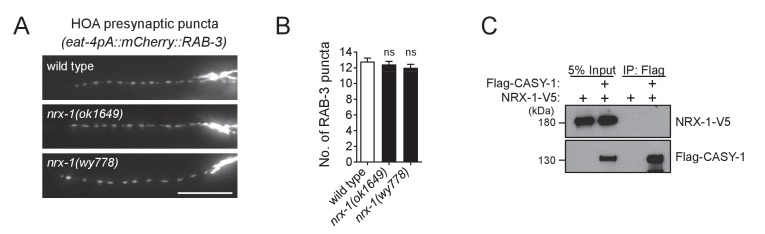 Figure 5—figure supplement 2.