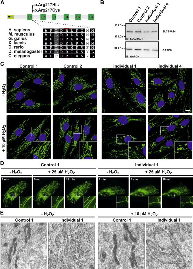 Figure 2