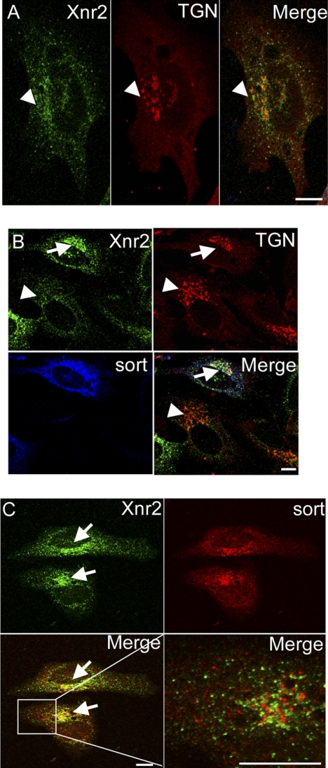 FIGURE 4.