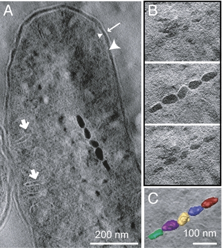 Fig. 5.