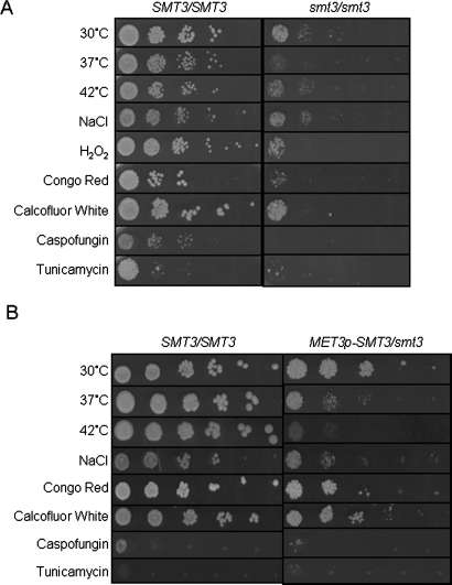 FIGURE 7: