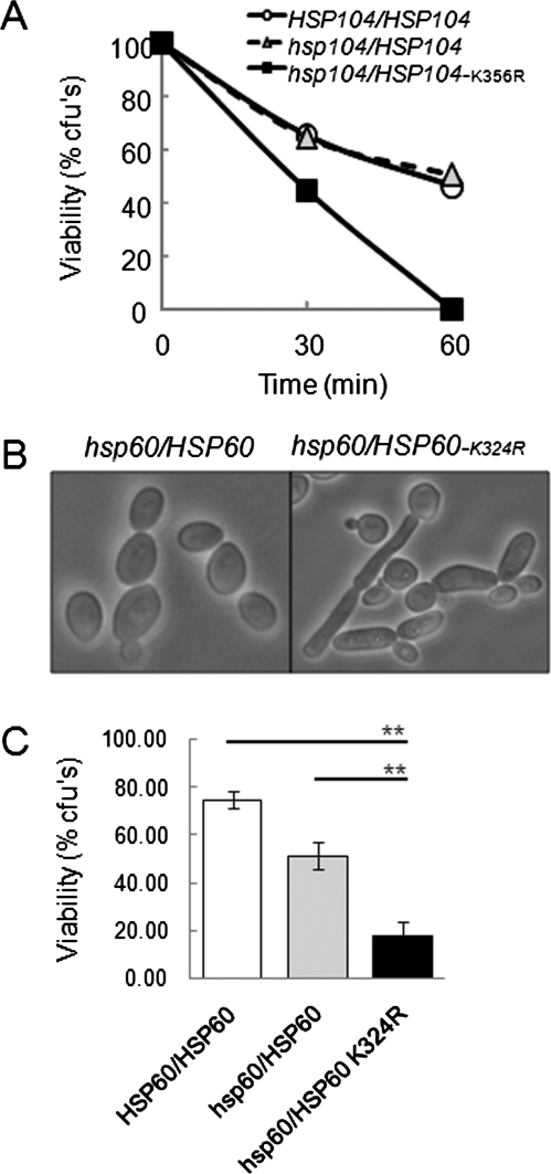 FIGURE 9: