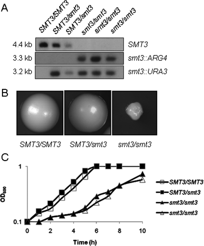 FIGURE 4: