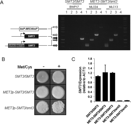 FIGURE 3: