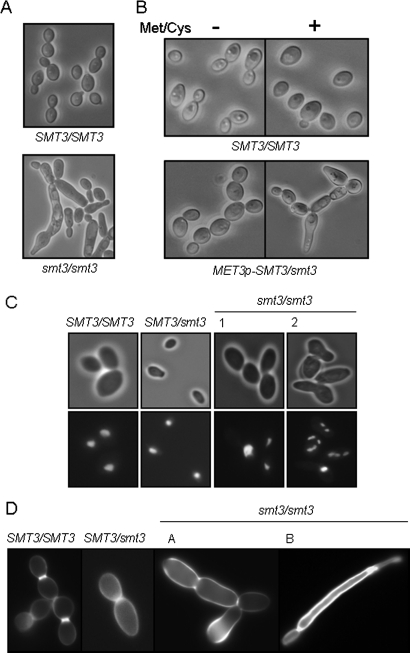 FIGURE 5: