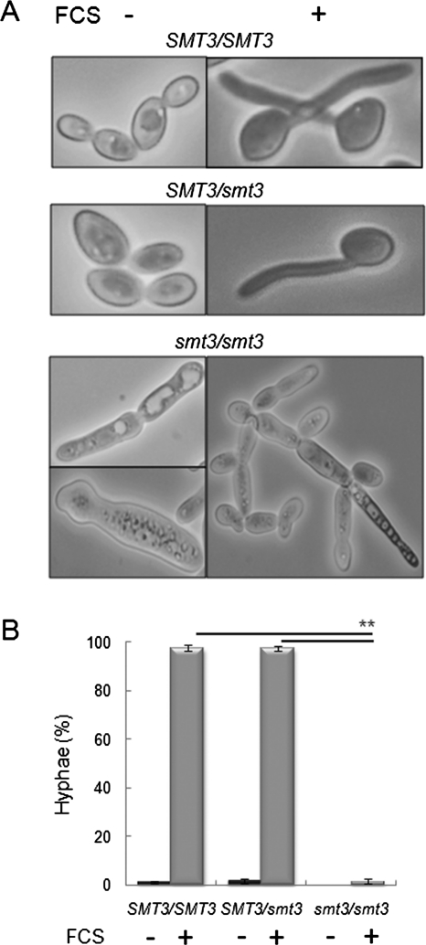 FIGURE 6: