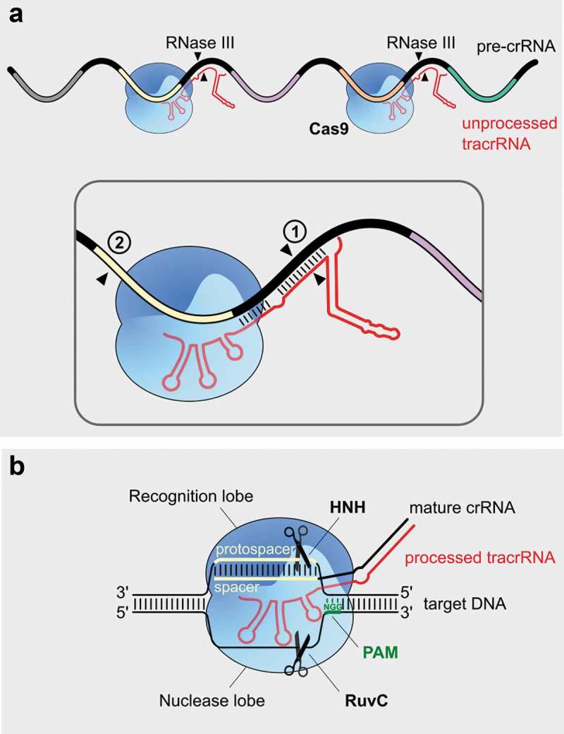 Figure 3.