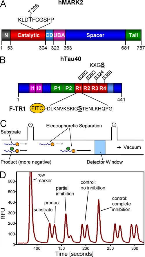 FIGURE 1.