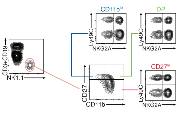 Figure 1—figure supplement 2.