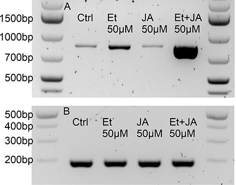 Fig. 6