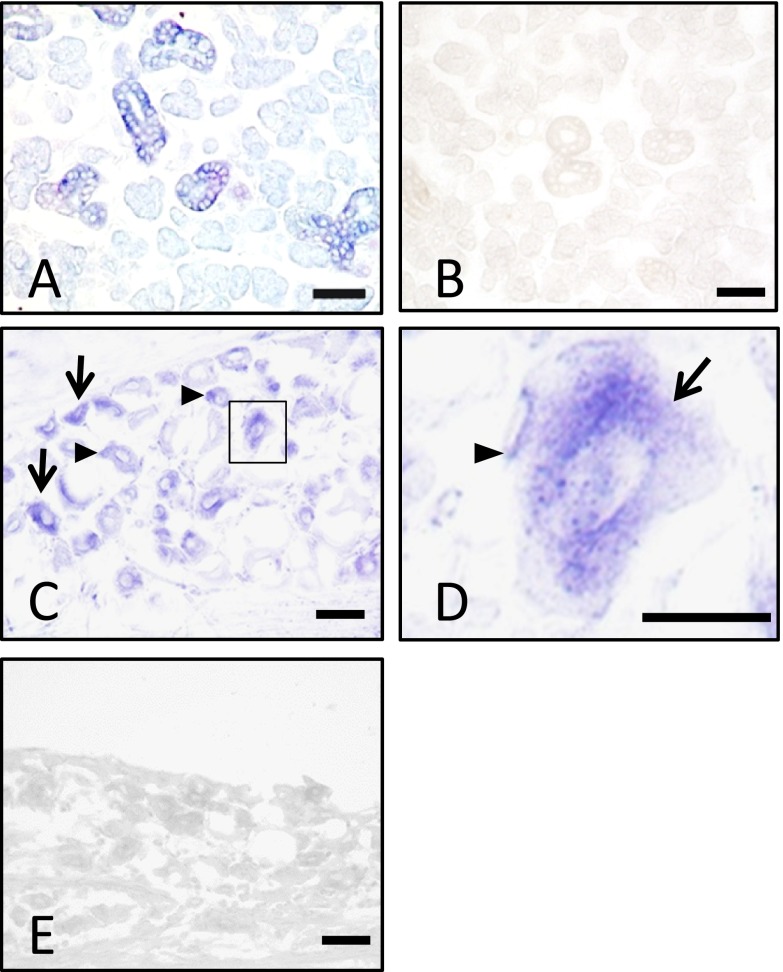 Fig. 1