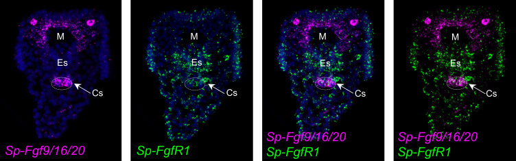 Figure 6—figure supplement 3.