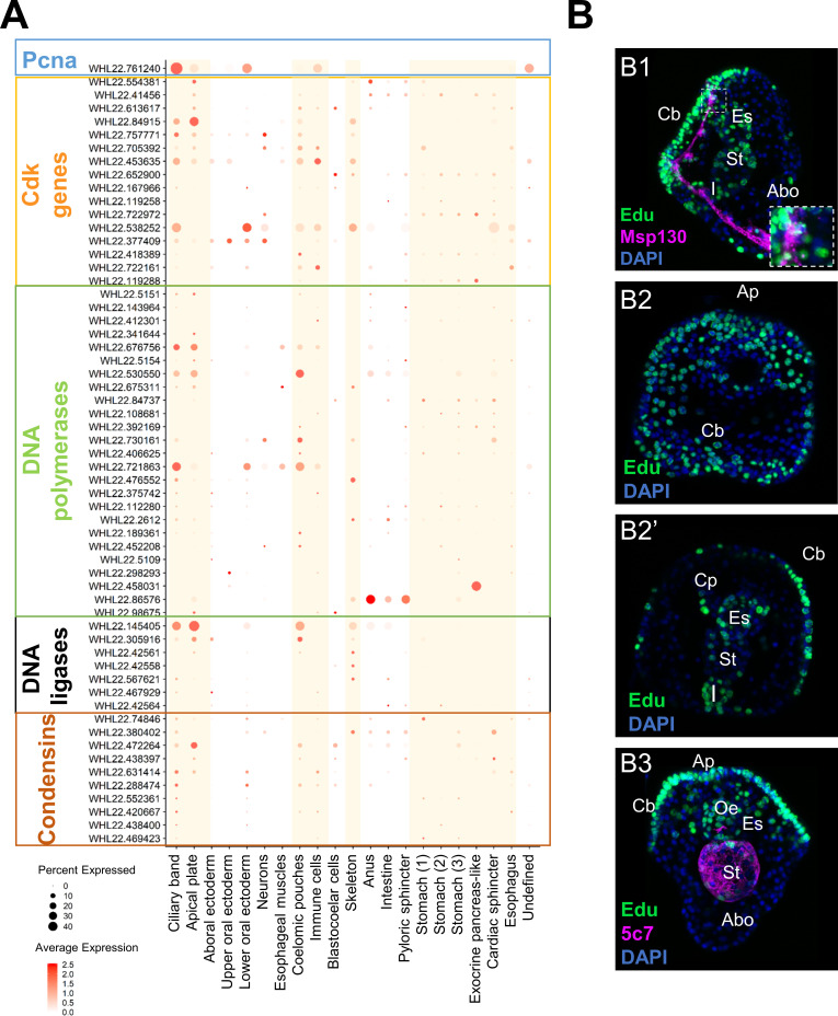 Figure 2—figure supplement 4.