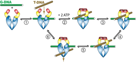 FIGURE 1.