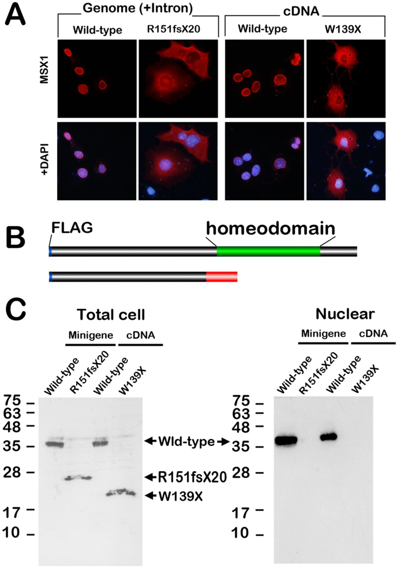 Fig 4