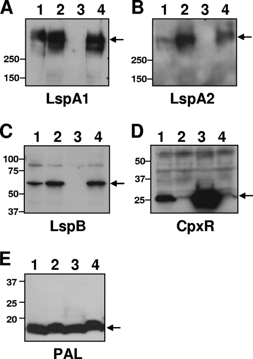 FIG. 5.