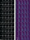 Figure 6—figure supplement 1.