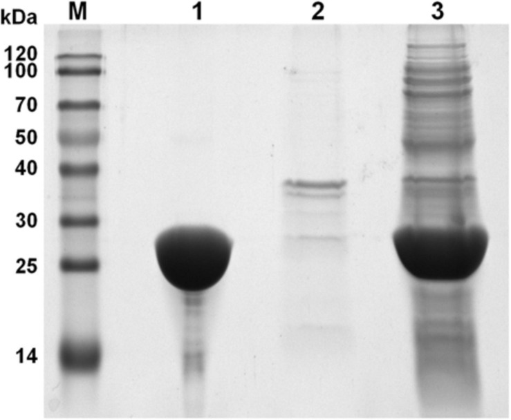 FIGURE 4