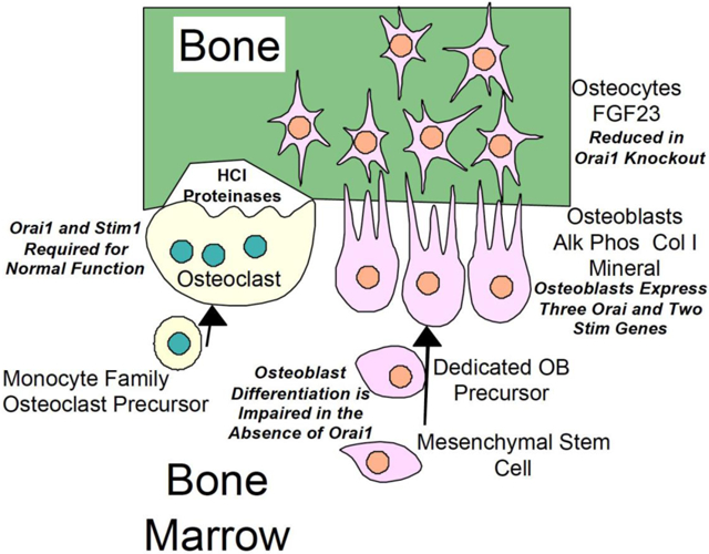 graphic file with name nihms-1531797-f0001.jpg