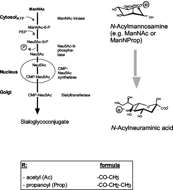 Fig. FS1.