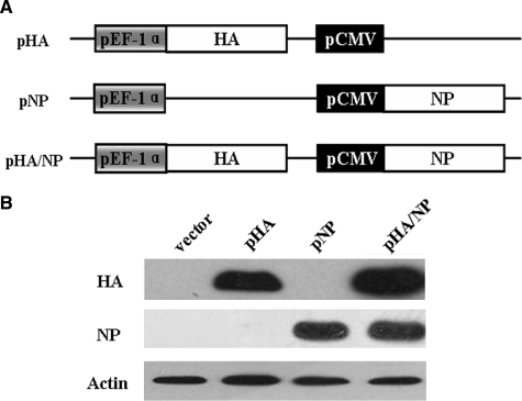 FIG. 1.