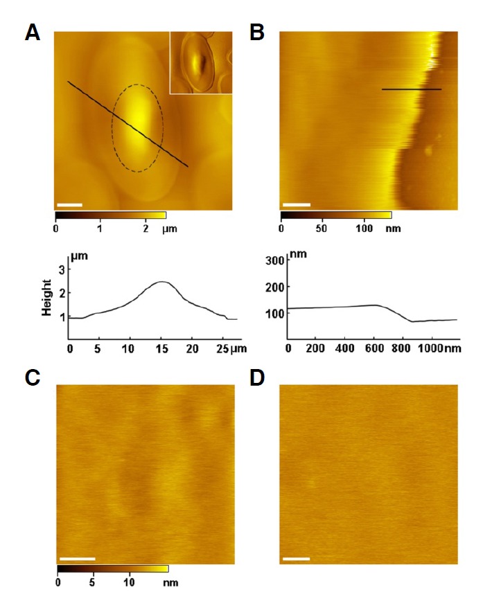 Fig. 1.