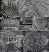 Fig. 2.