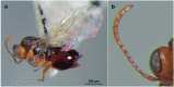 Fig. 3.