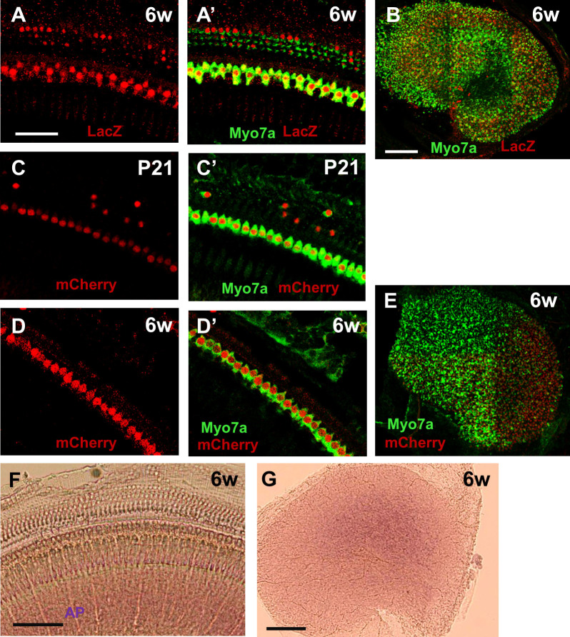 Figure 6